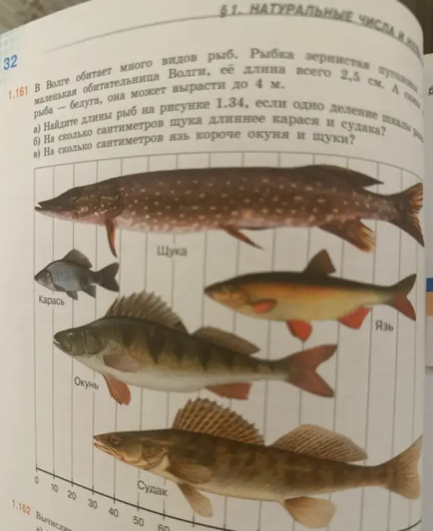 Найди длины рыб на рисунке 1.34, если одно деление шкалы равно 1. На сколько сантиметров щука длиннее карася и судака?