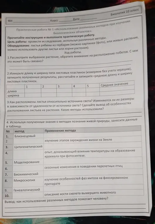 Рассмотри выбранное растение, обрати внимание на расположение побегов. С чем это может быть связано?