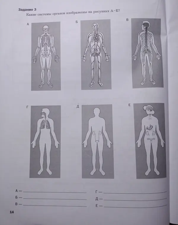 Определи, какие системы органов изображены на рисунках А-Е