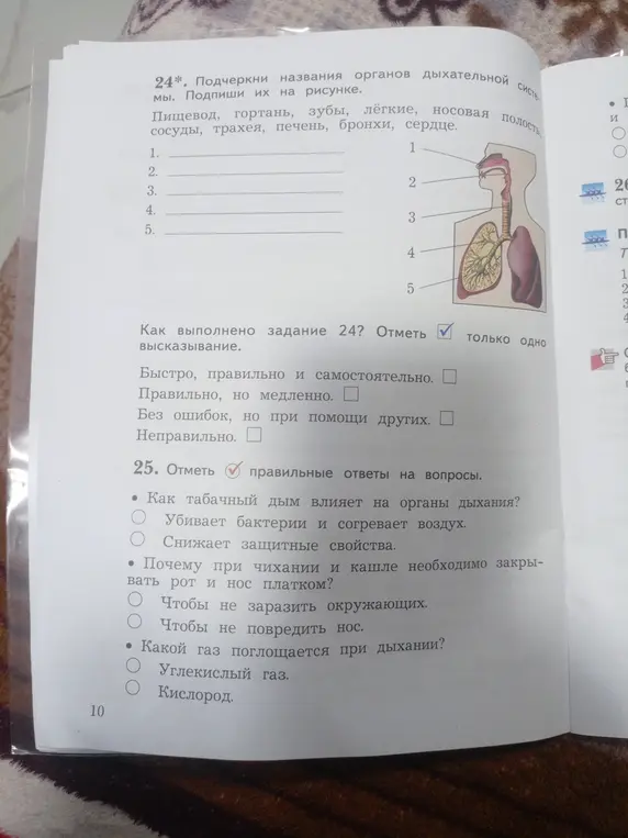 Можешь ли ты подписать органы дыхательной системы на рисунке и отметить правильные ответы на вопросы?