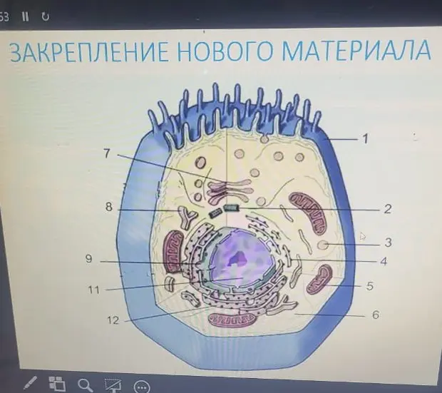 Можешь ли ты назвать, что изображено на схеме строения животной клетки?