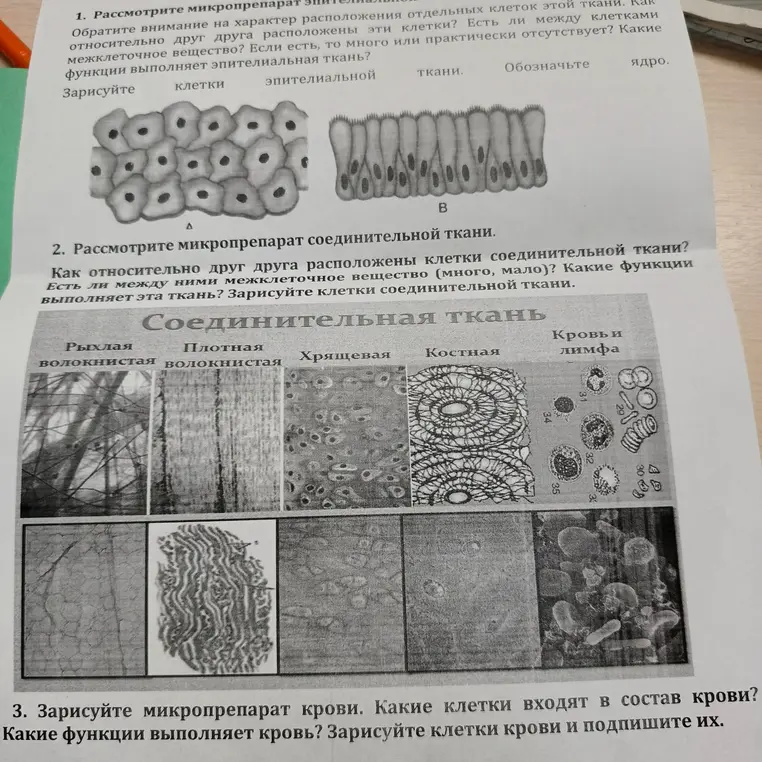 Рассмотри микропрепарат эпителиальной ткани.