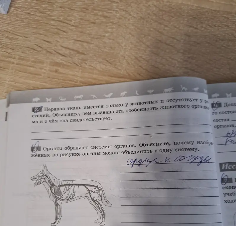 Объясни, почему изображённые на рисунке органы можно объединить в одну систему.