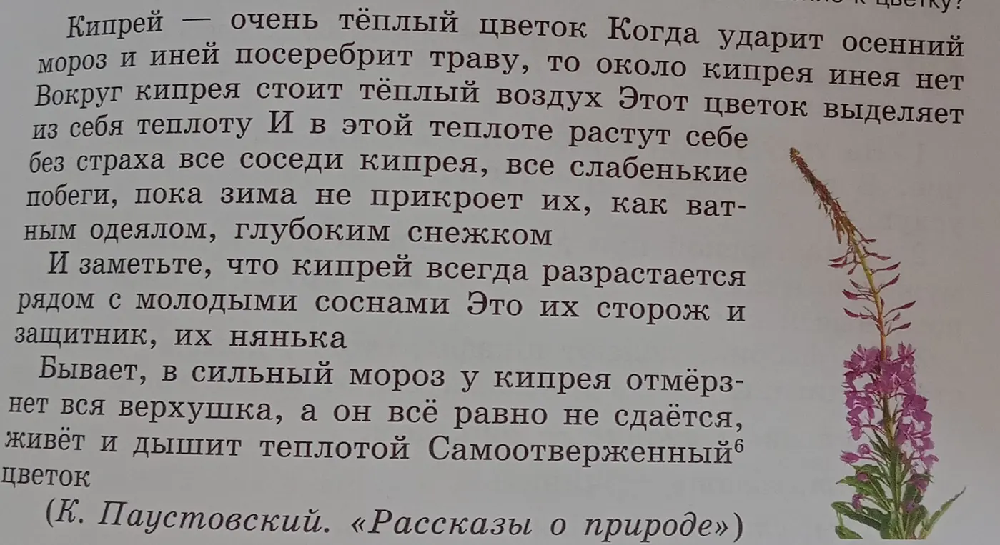 Ты просишь расставить знаки препинания и выписать ключевые слова из каждого предложения текста о кипрее