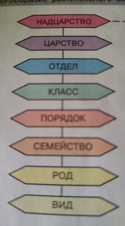 объясни, что значат слова: надцарство, царство, отдел, класс, порядок, семейство, род, вид