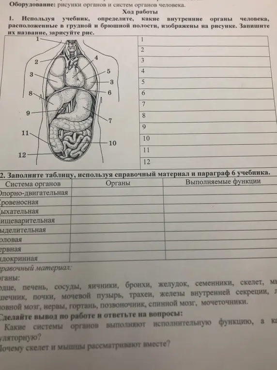 Помоги определить, какие внутренние органы человека, расположенные в грудной и брюшной полости, изображены на рисунке