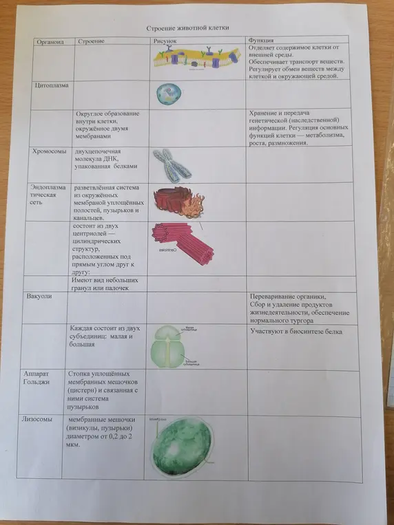Помоги заполнить пропуски в таблице про строение животной клетки