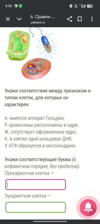 Укажи соответствие между признаком и типом клеток, для которых он характерен для прокариотной клетки