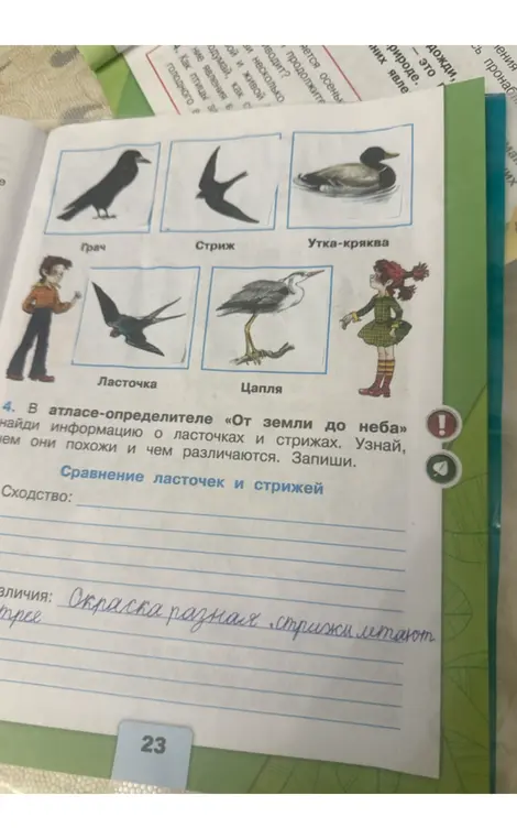 Сравни ласточек и стрижей: чем они похожи и чем различаются.