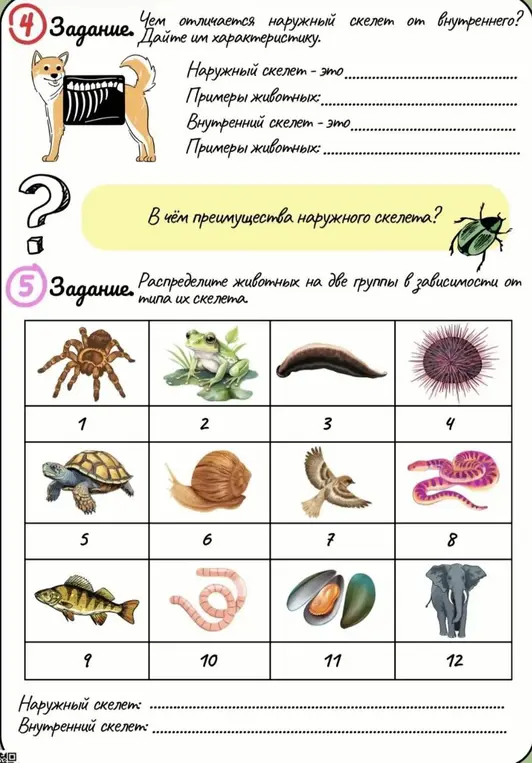Определи, чем отличается наружный скелет от внутреннего. Распредели животных на две группы в зависимости от типа их скелета.
