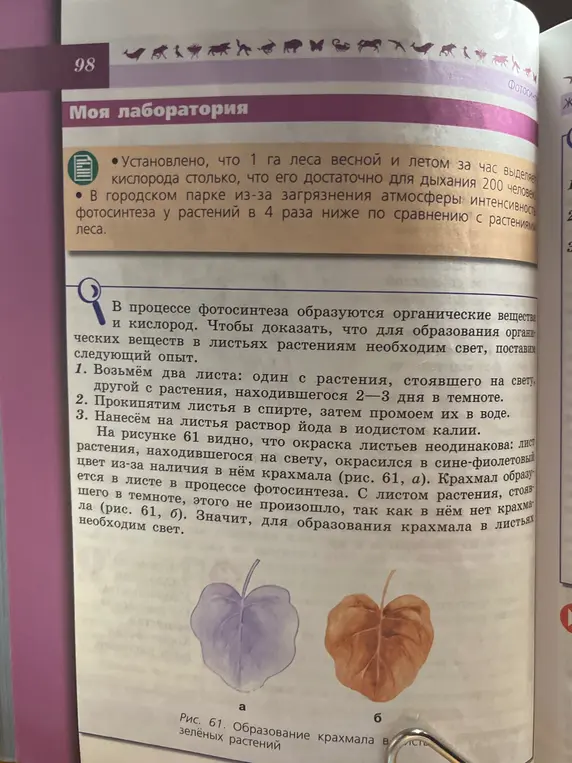 Объясни лабораторную работу про фотосинтез и образование крахмала в листьях.