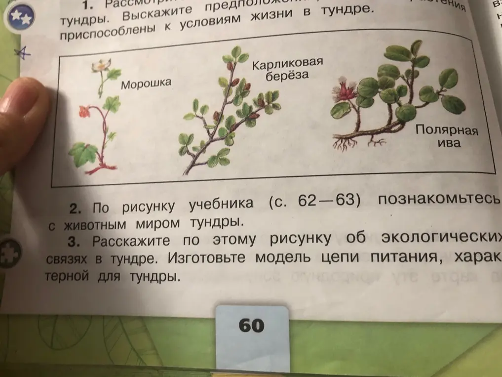 Составь модель цепи питания, характерной для тундры.