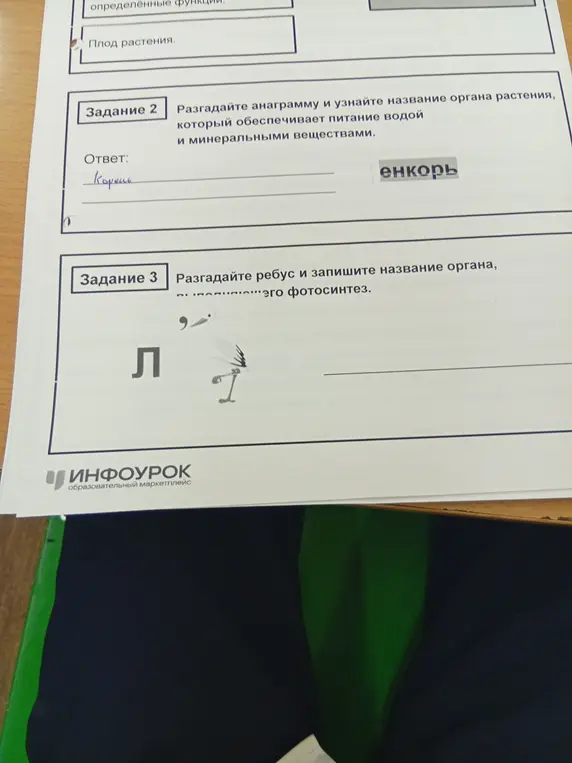 Разгадай анаграмму и узнай название органа растения, который обеспечивает питание водой и минеральными веществами; разгадай ребус и запиши название органа, участвующего в фотосинтезе.