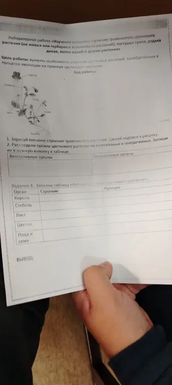 Заполни таблицы про органы цветкового растения: вегетативные/генеративные и функции органов.