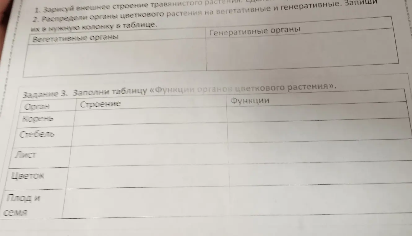 Распредели органы цветкового растения на вегетативные и генеративные, заполни таблицу «Функции органов цветкового растения»