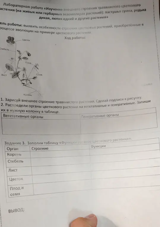 Заполни таблицы про органы цветкового растения: распредели органы на вегетативные и генеративные и укажи строение и функции.