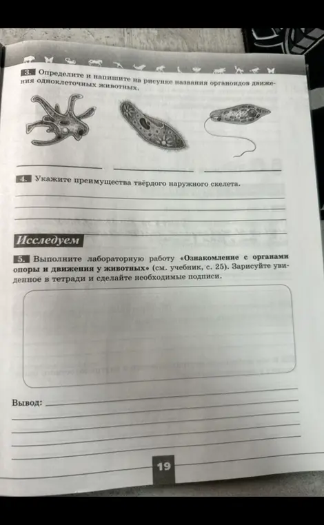Определи и напиши на рисунке названия органоидов движения одноклеточных животных. Укажи преимущества твёрдого наружного скелета. Выполни лабораторную работу «Ознакомление с органами опоры и движения у животных» и сделайте необходимые подписи.