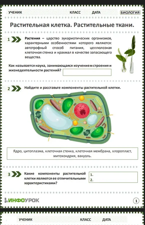 Ответь на вопросы и определи компоненты растительной клетки.