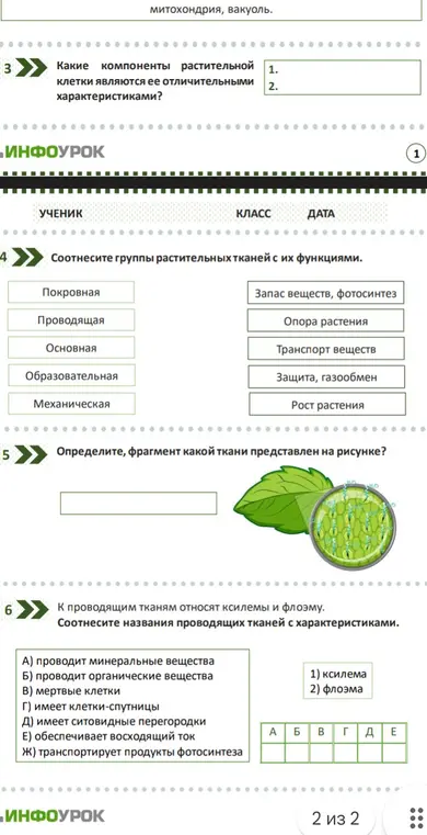 Ответь на вопросы по биологии: про компоненты растительной клетки, группы растительных тканей, фрагмент ткани и проводящие ткани.