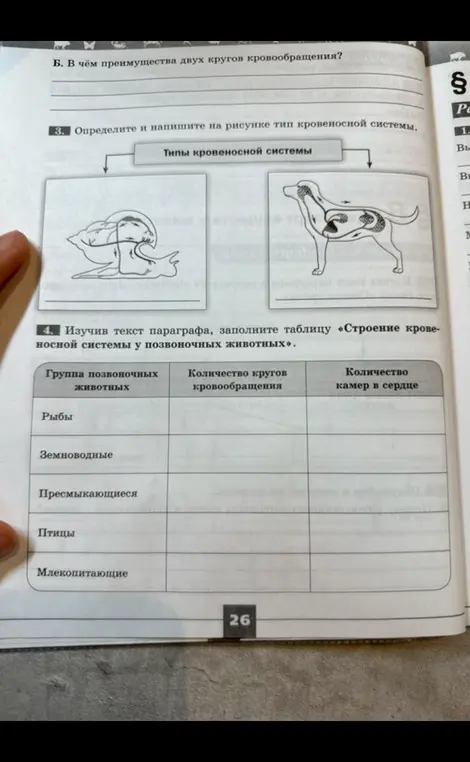 Определи и напиши на рисунке тип кровеносной системы и заполни таблицу «Строение кровеносной системы у позвоночных животных»