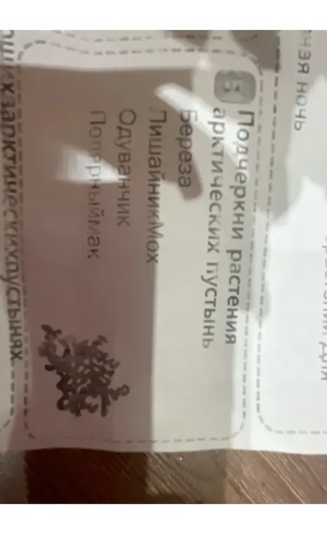 Подчеркни растения арктической пустыни