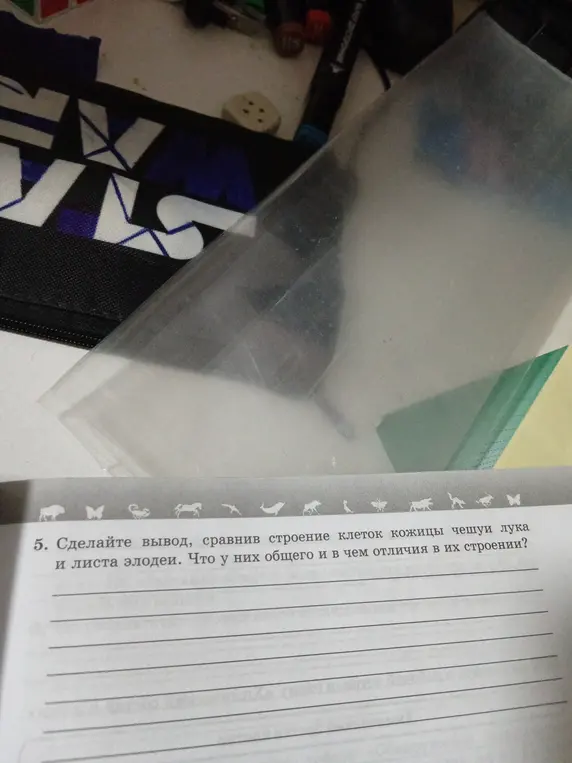 Сделай вывод, сравнив строение клеток кожицы чешуи лука и листа элодеи. Что у них общего и в чем отличия в их строении?