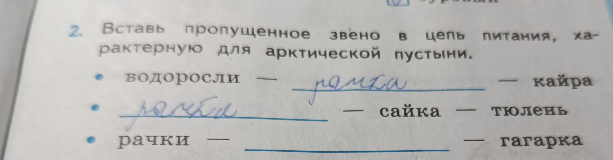 Вставь пропущенное звено в цепь питания, характерную для арктической пустыни.