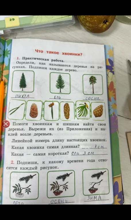 Определи название деревьев на рисунках, подпиши их, измерь длину хвоинок и подпиши, к какому времени года относятся рисунки.