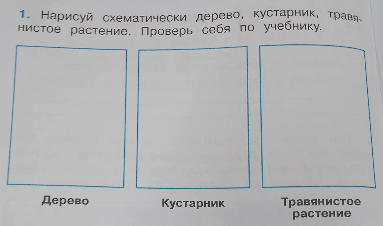 Нарисуй схематически дерево, кустарник, травянистое растение.