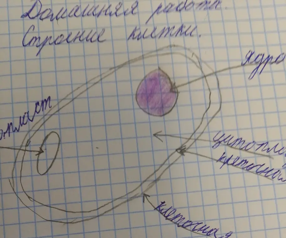 Как раскрасить рисунок строения клетки?