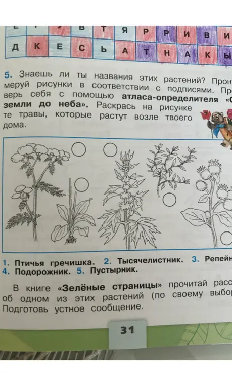 Знаешь ли ты названия этих растений? Пронумеруй рисунки в соответствии с подписями.