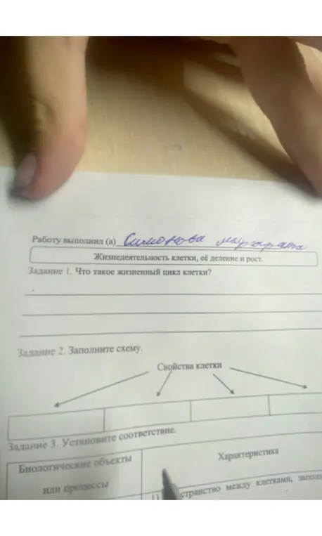 Что такое жизненный цикл клетки?