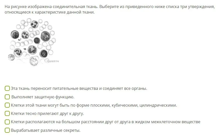 Выбери три утверждения, относящиеся к характеристике соединительной ткани. Выбери функцию органеллы, обозначенной цифрой 3.