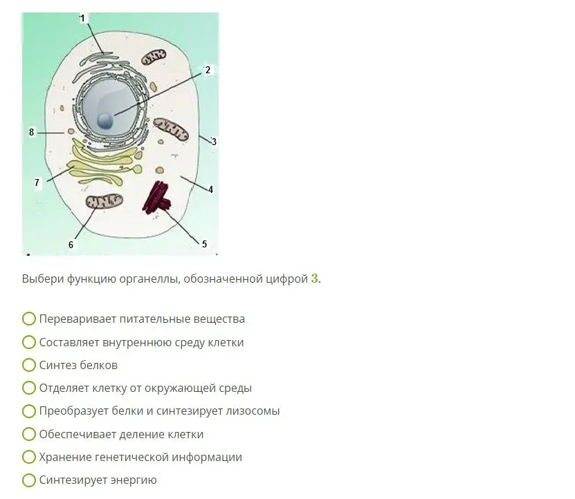 Выбери три утверждения, относящиеся к характеристике соединительной ткани. Выбери функцию органеллы, обозначенной цифрой 3.