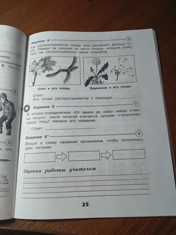 Ответь, как распространяются плоды этих растений, какой попугай считается лучшим говоруном, и впиши в схему названия организмов, чтобы получилась цепь питания.