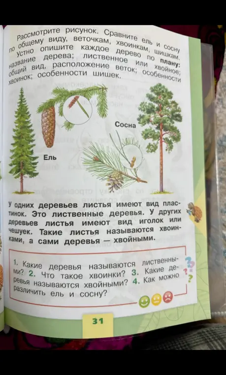 Ответь на вопросы: Какие деревья называются лиственными? Что такое хвоинки? Какие деревья называются хвойными? Как можно различить ель и сосну?
