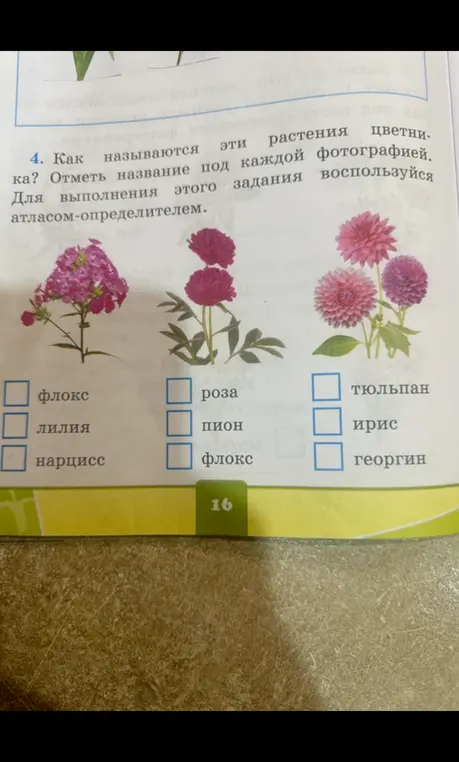 Как называются эти растения цветника? Отметь название под каждой фотографией.