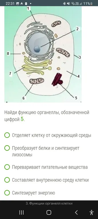 Найди функцию органеллы, обозначенной цифрой 5.