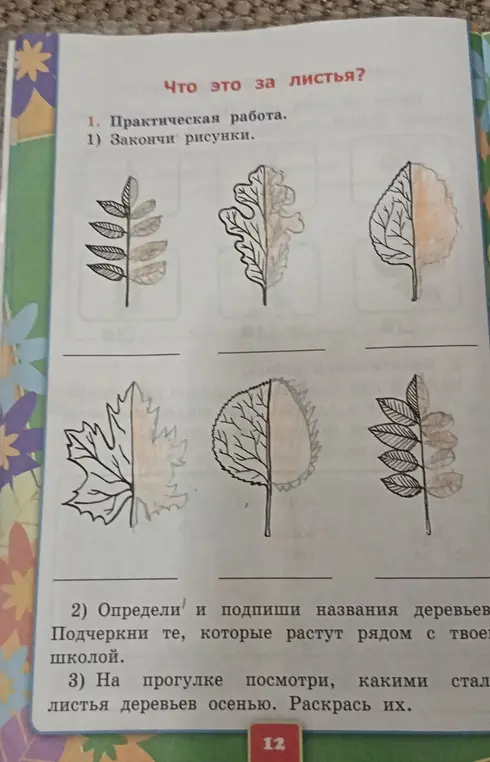 Закончи рисунки, определи и подпиши названия деревьев, подчеркни те, которые растут рядом со школой, раскрась листья.