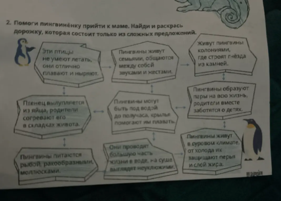 Помоги пингвинёнку прийти к маме, найдя и раскрасив дорожку, которая состоит только из сложных предложений.