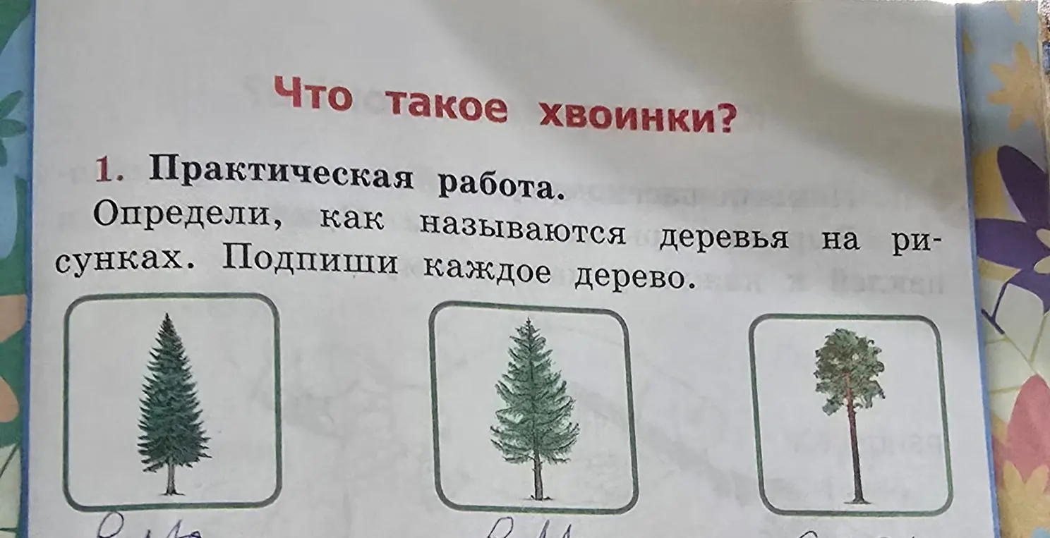 Определи, как называются деревья на рисунках и подпиши каждое дерево.