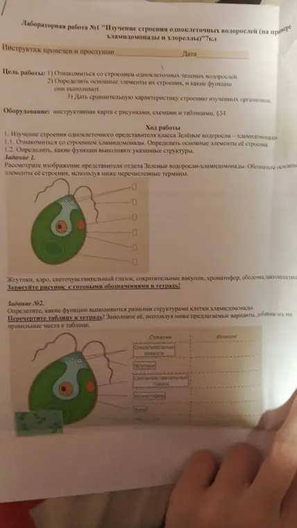 Определи основные элементы строения хламидомонады и какие функции они выполняют.
