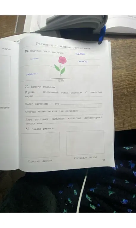 Подпиши части растения, закончи суждения и сделай рисунки простых и сложных листьев.