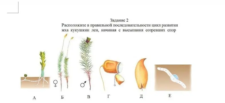 Расположи в правильной последовательности цикл развития мха кукушкин лен, начиная с высыпания созревших спор.
