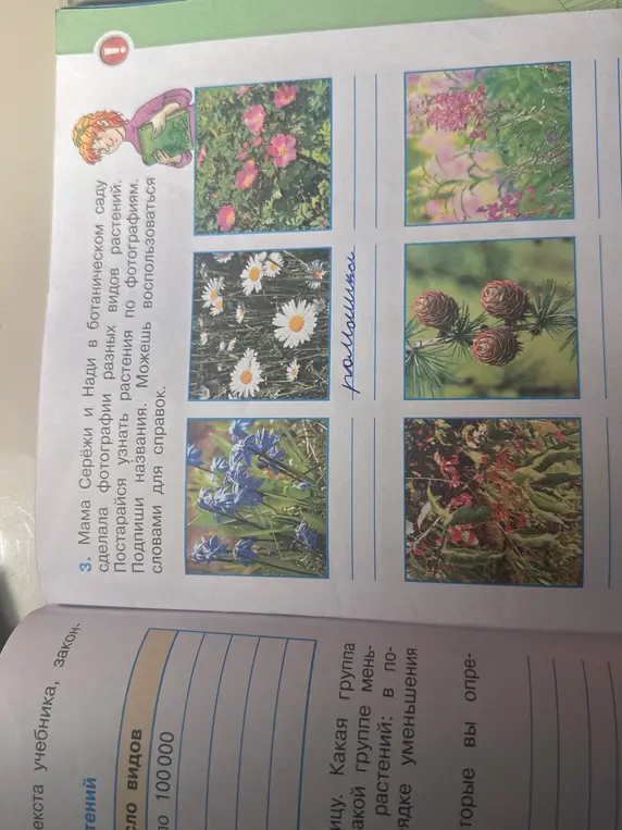 Напиши названия растений на фотографиях.