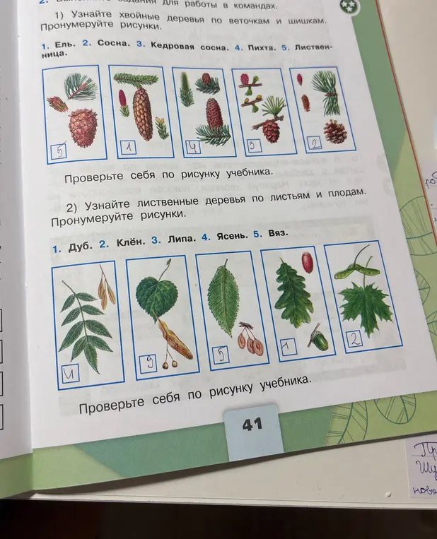 Узнай хвойные деревья по веточкам и шишкам и лиственные деревья по листьям и плодам, пронумеруй рисунки.