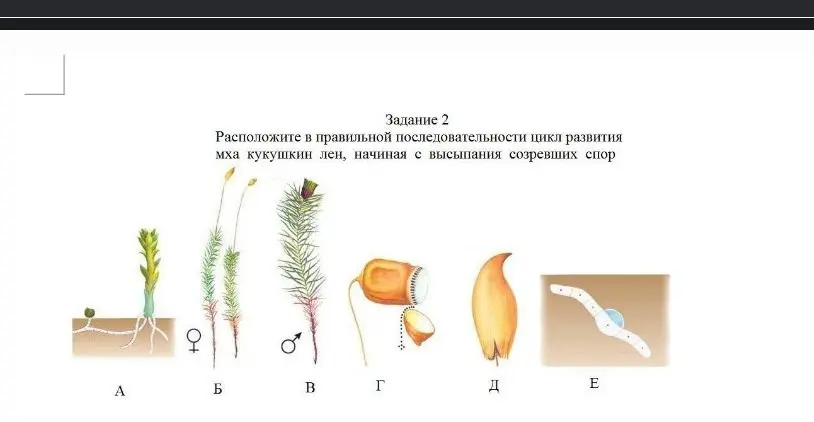 Расположи в правильной последовательности цикл развития мха кукушкин лен, начиная с высыпания созревших спор