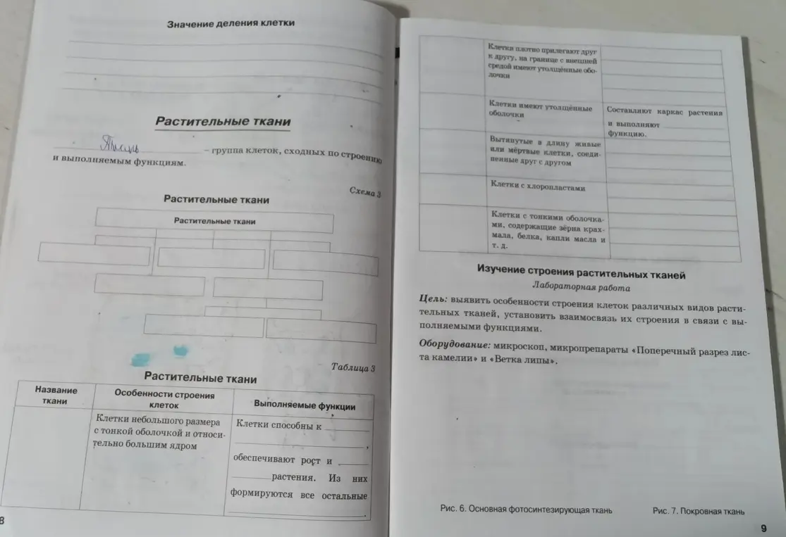Заполни таблицу 3 про растительные ткани.