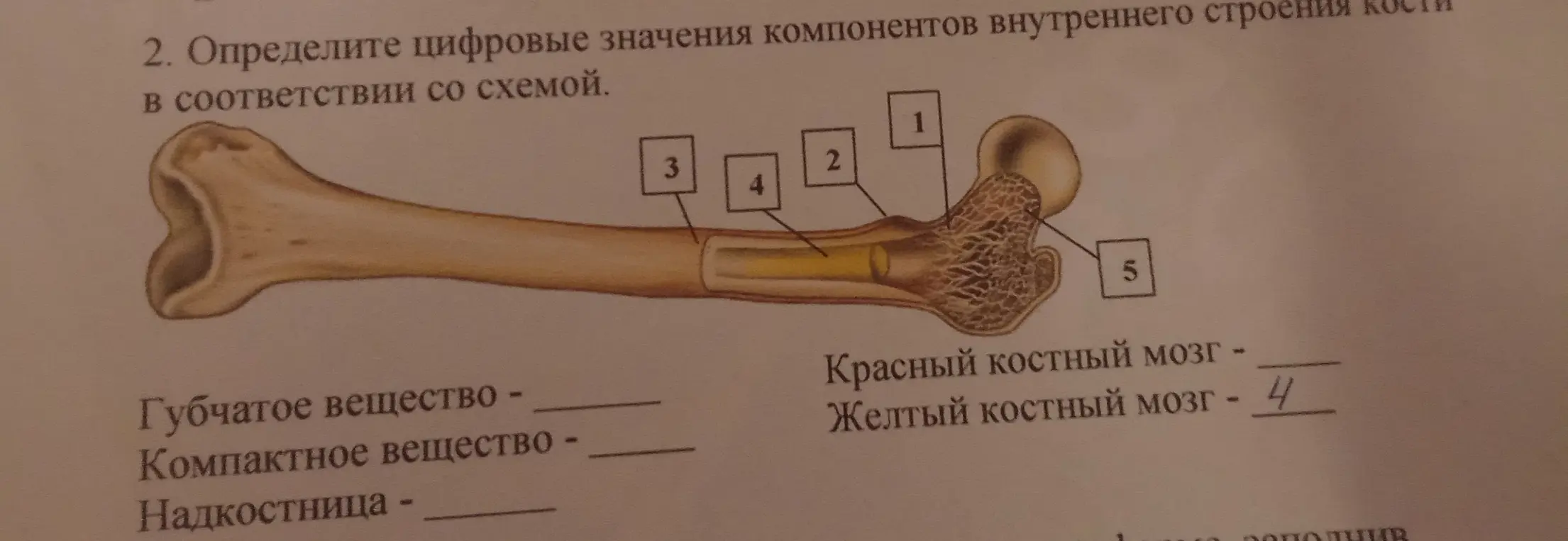 Определи цифровые значения компонентов внутреннего строения кости в соответствии со схемой.