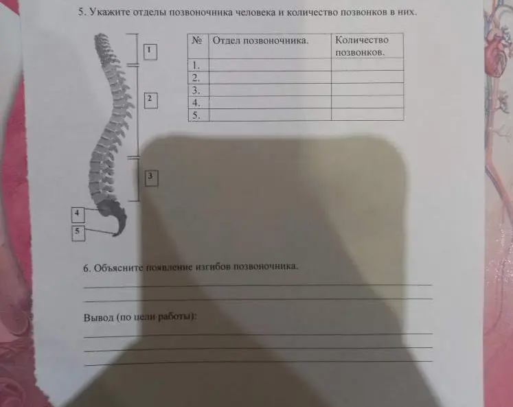 Укажи отделы позвоночника человека и количество позвонков в них.